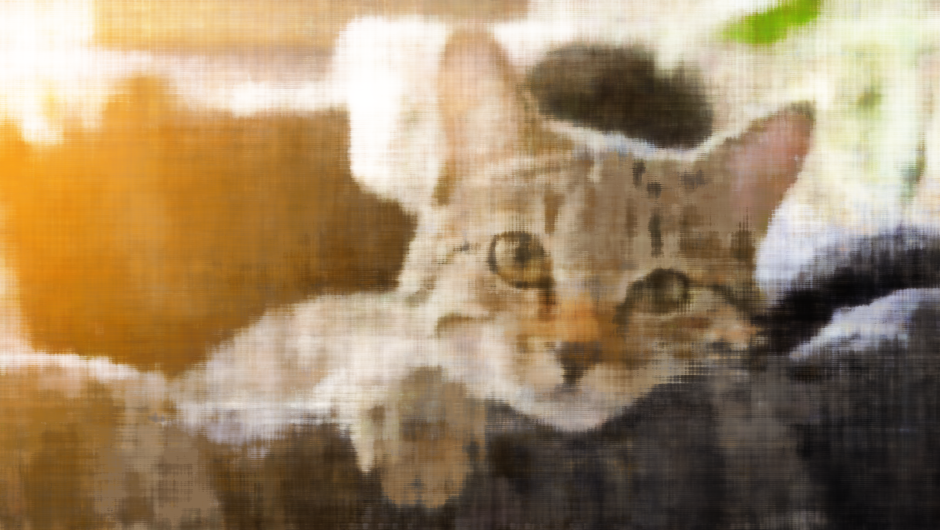 cat3