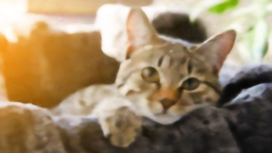 catb4