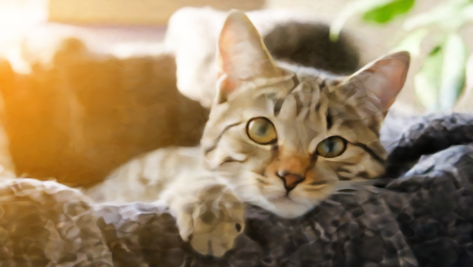 catb5